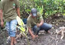 Peringati Hari Bumi, Aktivis Lingkungan Tanam Mangrove di Kawasan Rawan Banyuasin