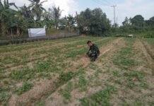 TMMD Kodim 0418/Palembang Tanam Harapan Baru Lewat Pengembangan Lahan Ketahanan Pangan