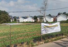 Kodim 0418/Palembang Optimalkan Ketahanan Pangan di Hari ke-19 TMMD Ke-129, Lahan Produktif Talang Jambe Terus Dirawat