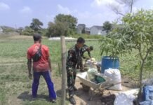 Sawi Siap Panen, Program Ketahanan Pangan TMMD ke-129 Dorong Warga Manfaatkan Lahan Produktif