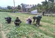 Satu Kali Panen Bukan Akhir, TMMD ke-129 Dorong Warga Lanjutkan Budidaya Pangan